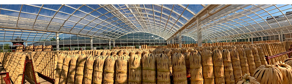 與龍共舞，傳奇千兩——“世界茶王”千兩茶